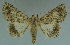  ( - MNVD-11450-C04)  @14 [ ] CreativeCommons - Attribution Non-Commercial (2011) Timm Karisch Museum fuer Naturkunde und Vorgeschichte Dessau