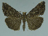  (Hypena helenae - MNVD-11450-C05)  @13 [ ] CreativeCommons - Attribution Non-Commercial (2011) Timm Karisch Museum fuer Naturkunde und Vorgeschichte Dessau