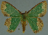  ( - MNVD-11450-C12)  @12 [ ] CreativeCommons - Attribution Non-Commercial (2011) Timm Karisch Museum fuer Naturkunde und Vorgeschichte Dessau