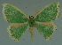  (Chlorodrepana sp - MNVD-11450-D01)  @12 [ ] CreativeCommons - Attribution Non-Commercial (2011) Timm Karisch Museum fuer Naturkunde und Vorgeschichte Dessau
