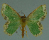  (Bathycolpodes sp - MNVD-11450-D02)  @14 [ ] CreativeCommons - Attribution Non-Commercial (2011) Timm Karisch Museum fuer Naturkunde und Vorgeschichte Dessau