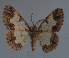  (Zamarada pulverosa - MNVD-11450-D06)  @12 [ ] CreativeCommons - Attribution Non-Commercial (2011) Timm Karisch Museum fuer Naturkunde und Vorgeschichte Dessau