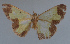  ( - MNVD-11450-D07)  @12 [ ] CreativeCommons - Attribution Non-Commercial (2011) Timm Karisch Museum fuer Naturkunde und Vorgeschichte Dessau