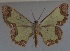  ( - MNVD-11450-D08)  @12 [ ] CreativeCommons - Attribution Non-Commercial (2011) Timm Karisch Museum fuer Naturkunde und Vorgeschichte Dessau