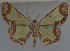  ( - MNVD-11450-D09)  @12 [ ] CreativeCommons - Attribution Non-Commercial (2011) Timm Karisch Museum fuer Naturkunde und Vorgeschichte Dessau