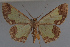  ( - MNVD-11450-D11)  @13 [ ] CreativeCommons - Attribution Non-Commercial (2011) Timm Karisch Museum fuer Naturkunde und Vorgeschichte Dessau