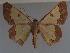  ( - MNVD-11450-D12)  @14 [ ] CreativeCommons - Attribution Non-Commercial (2011) Timm Karisch Museum fuer Naturkunde und Vorgeschichte Dessau