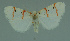  ( - MNVD-11450-G03)  @13 [ ] CreativeCommons - Attribution Non-Commercial (2011) Timm Karisch Museum fuer Naturkunde und Vorgeschichte Dessau