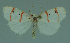  ( - MNVD-11450-G05)  @12 [ ] CreativeCommons - Attribution Non-Commercial (2011) Timm Karisch Museum fuer Naturkunde und Vorgeschichte Dessau