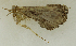 (Hypena commixtalis - MNVD-45453_D01)  @11 [ ] by-nc (2023) T.Karisch MNVD