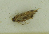 (Ithome sp. Grey - MNVD-46770-B02)  @11 [ ] by-nc (2025) T.Karisch MNVD