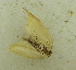  (Scopula ascensionis - MNVD-46770-E08)  @11 [ ] by-nc (2025) T.Karisch MNVD