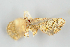  ( - KF19015)  @11 [ ] CreativeCommons  Attribution Non-Commercial No Derivatives (2019) Brigitte Gottsberger University of Vienna, Department of Botany and Biodiversity research
