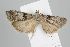  ( - KF19017)  @11 [ ] CreativeCommons  Attribution Non-Commercial No Derivatives (2019) Brigitte Gottsberger University of Vienna, Department of Botany and Biodiversity research