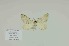  (Colostygia stilpna - BC-CT-MNHN0119)  @11 [ ] cc (2023) Claude Tautel  MNHN