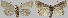  ( - BC_AL_Geo_00811)  @11 [ ] cc (2024) Jerome Barbut MNHN