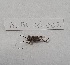  ( - BC-AL-Ort-002)  @11 [ ] cc (2023) Antoine Leveque MNHN