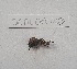  ( - BC-AL-Ort-003)  @11 [ ] cc (2023) Antoine Leveque MNHN