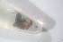  (Paramogoplistes - BC_AL_Ort_019)  @11 [ ] cc (2024) Stanislas Wroza PatriNat (OFB-MNHN)