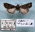  (Agrotis alluaudi - BC-GO0013)  @11 [ ] Copyright (2014) Georges Orhant Research Collection of Georges Orhant