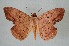  (Hypopyra contractipennis - BC-GO0001)  @14 [ ] Copyright (2014) Georges Orhant Research Collection of Georges Orhant