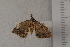  (Isturgia exerraria - 10TEOSA-1219)  @12 [ ] No Rights Reserved  Olivier Maurin University of Johannesburg