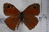  (Pseudonympha hippia - TvW0016)  @11 [ ] No Rights Reserved  Unspecified Unspecified