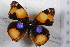  (Junonia hierta cebrene - TvW0026)  @11 [ ] No Rights Reserved  Unspecified Unspecified