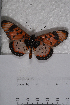  ( - TvW0101)  @11 [ ] No Rights Reserved  Unspecified Unspecified