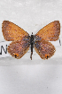  (Eicochrysops messapus - TvW0113)  @13 [ ] No Rights Reserved  Unspecified Unspecified