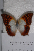  ( - TvW0132)  @11 [ ] No Rights Reserved  Unspecified Unspecified