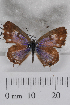  (Cacyreus virilis - TvW0142)  @13 [ ] No Rights Reserved  Unspecified Unspecified