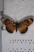  ( - TvW0155)  @11 [ ] No Rights Reserved  Unspecified Unspecified