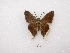  ( - MACN-Bar-Lep-ct 01888)  @12 [ ] Copyright (2011) MACN Museo Argentino de Ciencias Naturales 
