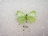  ( - MACN-Bar-Lep-ct 01921)  @12 [ ] Copyright (2011) MACN Museo Argentino de Ciencias Naturales 