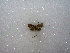 (Callimormus interpunctata - MACN-Bar-Lep-ct 02072)  @12 [ ] Copyright (2011) MACN Museo Argentino de Ciencias Naturales 
