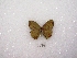  ( - MACN-Bar-Lep-ct 02214)  @12 [ ] Copyright (2011) MACN Museo Argentino de Ciencias Naturales 