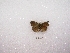  ( - MACN-Bar-Lep-ct 02229)  @12 [ ] Copyright (2011) MACN Museo Argentino de Ciencias Naturales 