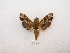  (Unzela japix discrepans - MACN-Bar-Lep-ct 02900)  @12 [ ] Copyright (2011) MACN Museo Argentino de Ciencias Naturales 