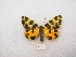  ( - MACN-Bar-Lep-ct 02918)  @12 [ ] Copyright (2011) MACN Museo Argentino de Ciencias Naturales 