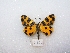  ( - MACN-Bar-Lep-ct 02922)  @12 [ ] Copyright (2011) MACN Museo Argentino de Ciencias Naturales 