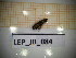  ( - LEP_JB_084)  @11 [ ] CreativeCommons Attribution (2025) Dept Invertebrate Zoology and Hydrobiology, University of Lodz University of Lodz