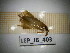  ( - LEP_JB_403)  @11 [ ] CreativeCommons Attribution (2025) Dept Invertebrate Zoology and Hydrobiology, University of Lodz University of Lodz