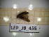 ( - LEP_JB_455)  @11 [ ] CreativeCommons Attribution (2025) Dept Invertebrate Zoology and Hydrobiology, University of Lodz University of Lodz