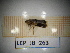  ( - LEP_JB_263)  @11 [ ] CreativeCommons Attribution (2025) Dept Invertebrate Zoology and Hydrobiology, University of Lodz University of Lodz