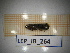  ( - LEP_JB_264)  @11 [ ] CreativeCommons Attribution (2025) Dept Invertebrate Zoology and Hydrobiology, University of Lodz University of Lodz