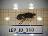  ( - LEP_JB_310)  @11 [ ] CreativeCommons Attribution (2025) Dept Invertebrate Zoology and Hydrobiology, University of Lodz University of Lodz
