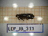  ( - LEP_JB_311)  @11 [ ] CreativeCommons Attribution (2025) Dept Invertebrate Zoology and Hydrobiology, University of Lodz University of Lodz