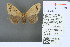  ( - RMNH.INS.13521)  @12 [ ] Unspecified (default): All Rights Reserved  Unspecified Unspecified