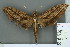  ( - RMNH.INS.13654)  @12 [ ] Unspecified (default): All Rights Reserved  Unspecified Unspecified